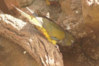 Cyanoliseus patagonus - Felsensittich